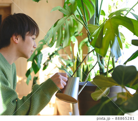 観葉植物のある暮らし 観葉植物のある暮らし 88865281