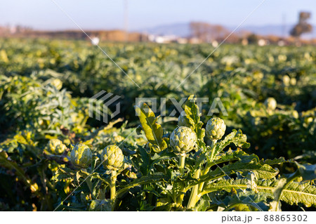 Artichokes flower on farm field 88865302
