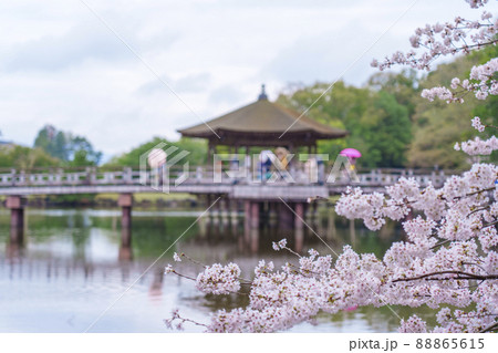 奈良公園　浮見堂　桜が満開の季節 88865615