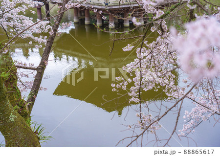 奈良公園　浮見堂　リフレクション　桜が満開の季節 88865617
