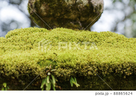 春日大社参道沿いの石灯ろうの苔【奈良公園】 88865624