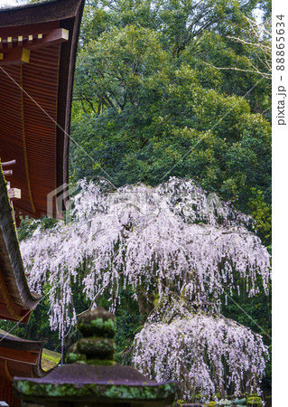 春日大社　枝垂れ桜【奈良公園】 88865634