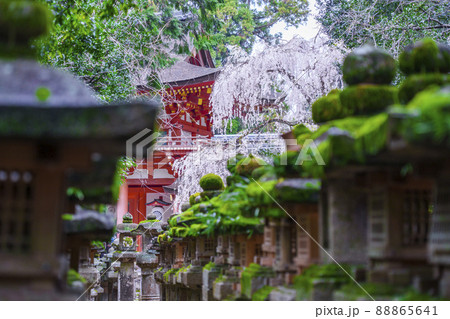 春日大社　枝垂れ桜【奈良公園】 88865641