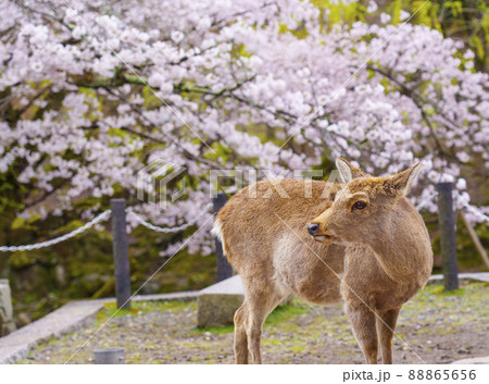 奈良公園の芝生に休憩している鹿　桜が満開の季節 88865656