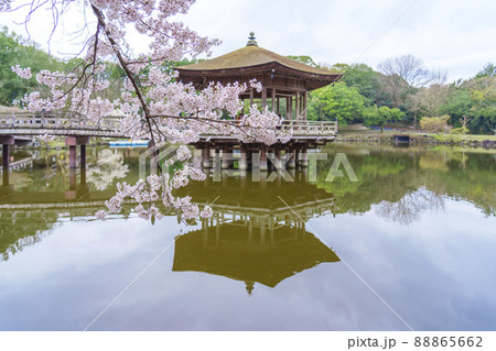 奈良公園 浮見堂 桜が満開の季節 奈良公園 浮見堂 桜が満開の季節 88865662