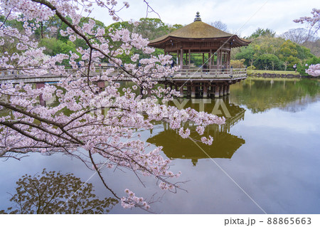 奈良公園　浮見堂　桜が満開の季節 88865663