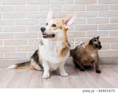 Corgi tricolor and Thai cat on the background of a brick wall. Corgi tricolor and Thai cat on the background of a brick wall. 88865870