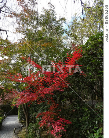 京都の紅葉をめぐる　妙心寺編 88866268