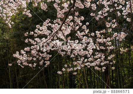 桜と竹林 88866571