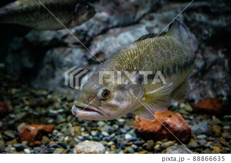 ブラックバス 88866635