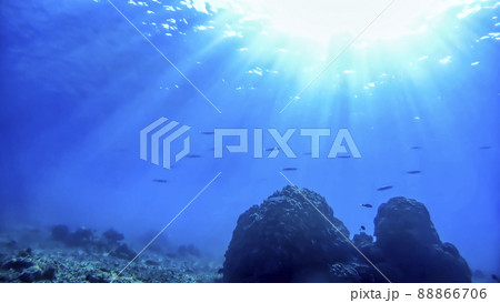 沖縄 渡嘉敷島の水中写真 沖縄 渡嘉敷島の水中写真 88866706