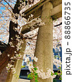 サクラ 88866735