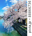 サクラ 88866736