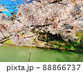 桜 88866737