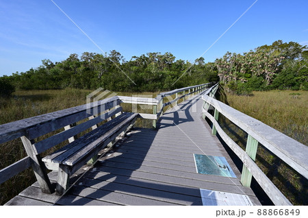 Mahogany Hammock boardwalk in Everglades National Park, Florida. Mahogany Hammock boardwalk in Everglades National Park, Florida. 88866849