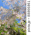 桜 88866861