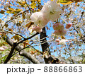 桜 88866863