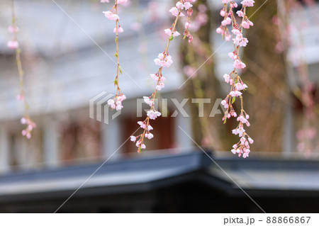 秋田県　角館の桜　武家屋敷通り 88866867