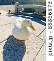 アヒル 88866873