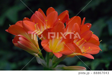 Blooming Clivia miniata flowers. Bright orange trumpets are spectacular. 88867043