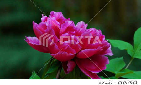 Blooming peony (Moutan) with dark pink petals. Blooming peony (Moutan) with dark pink petals. 88867081