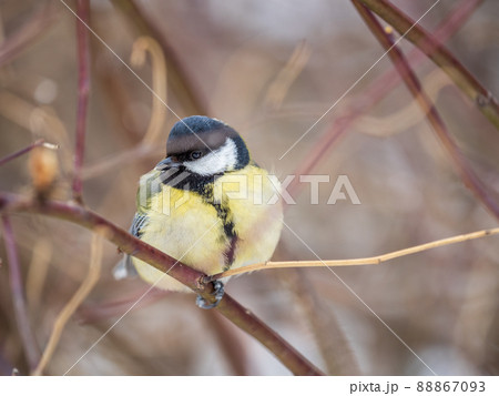 Cute bird Great tit, songbird sitting on a branch without leaves in the autumn or winter. 88867093