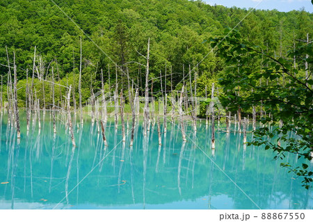 美瑛の青い池 88867550