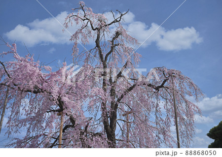東寺の枝垂れ桜 東寺の枝垂れ桜 88868050
