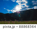秋桜 88868364