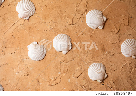 貝殻の壁紙 Shellの写真素材