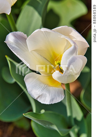 チューリップ 88868589