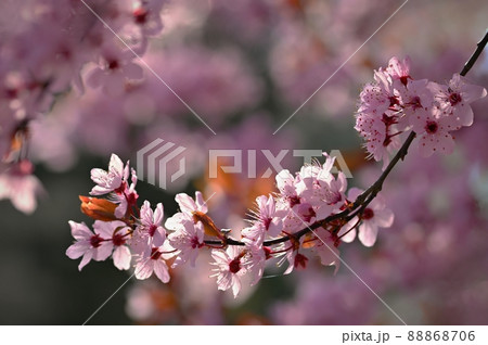 Beautiful flowering tree. Spring colorful background with flowers. Nature in spring time - nice sunny day. 88868706