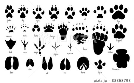 Animal footprints variety of animal paw prints. 88868798