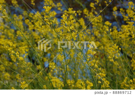菜の花と青空 88869712