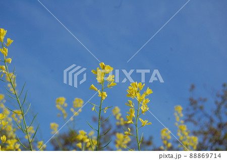 菜の花と青空 88869714