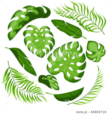 Collection of exotic leaves of different shapes Collection of exotic leaves of different shapes 88869738