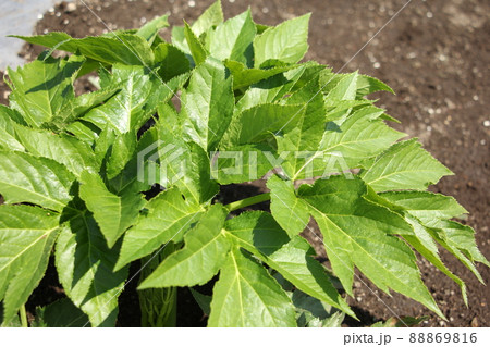 明日葉の栽培 88869816