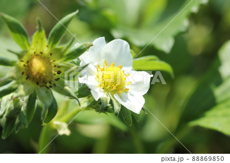 イチゴの花 イチゴの花 88869850