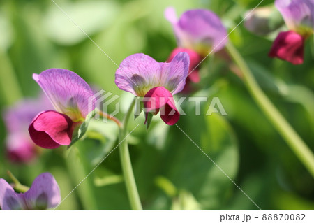 さやえんどうの花 88870082