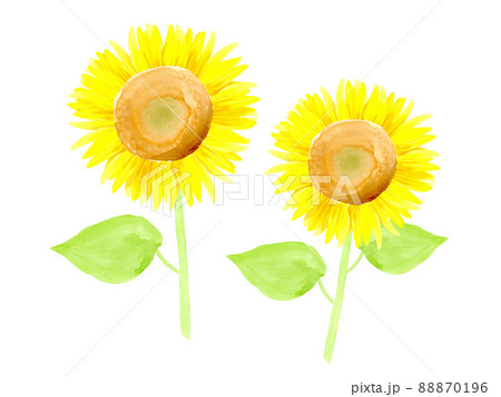透明水彩で描いた夏のヒマワリの花のイラスト素材のイラスト素材