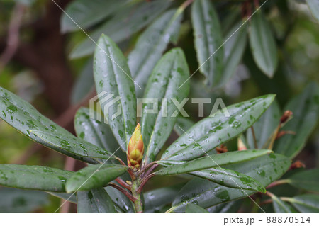 セイヨウシャクナゲの花芽と雨雫 セイヨウシャクナゲの花芽と雨雫 88870514