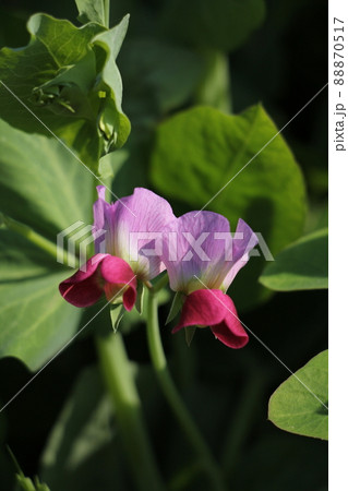 サヤエンドウの花 88870517