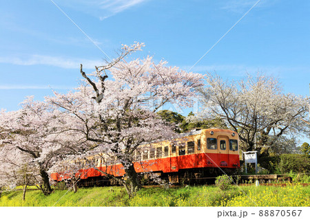 千葉県 春の桜と小湊鉄道 千葉県 春の桜と小湊鉄道 88870567