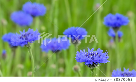 矢車草 88870663