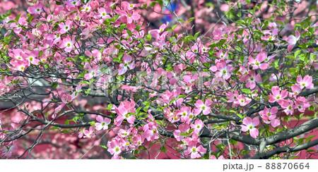 ハナミズキの花 88870664