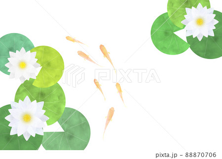 睡蓮とメダカ 睡蓮とメダカ 88870706