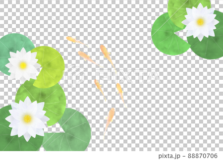 睡蓮和青香 88870706