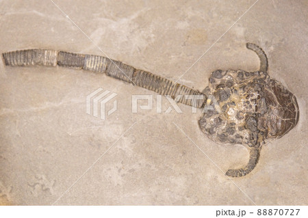 Echinoderms, sea lilies. Selective focus. Close-up, background and texture Echinoderms, sea lilies. Selective focus. Close-up, background and texture 88870727