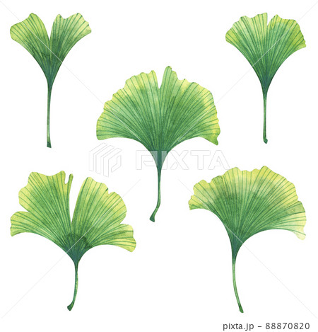 Watercolor gingko biloba collection 88870820