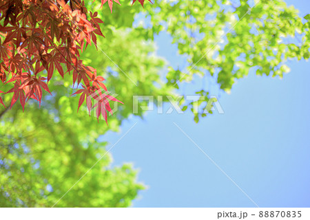青葉紅葉とノムラ紅葉 青葉紅葉とノムラ紅葉 88870835